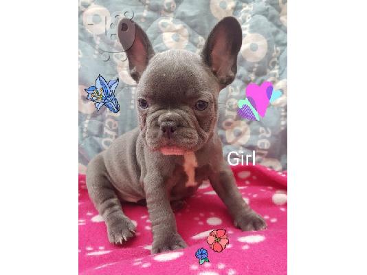 Në shitje Qen dhe Këlyshë Bulldog Francez